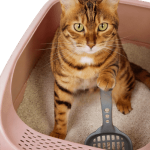 Cat Litter