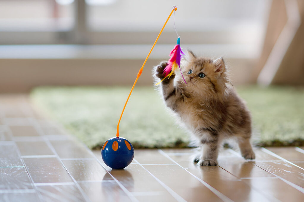 Cat playing