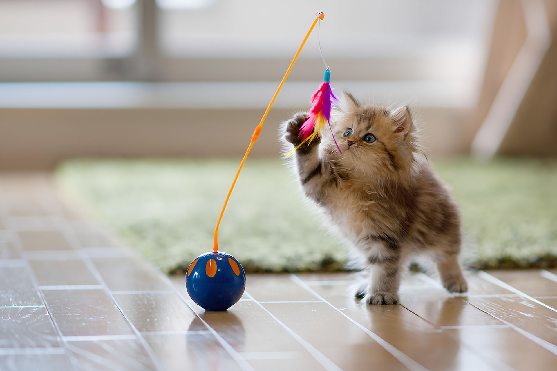 Cat playing