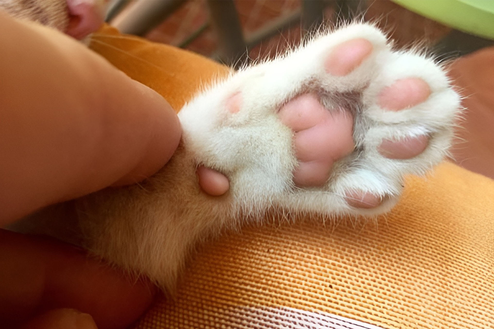 Cat's Paw