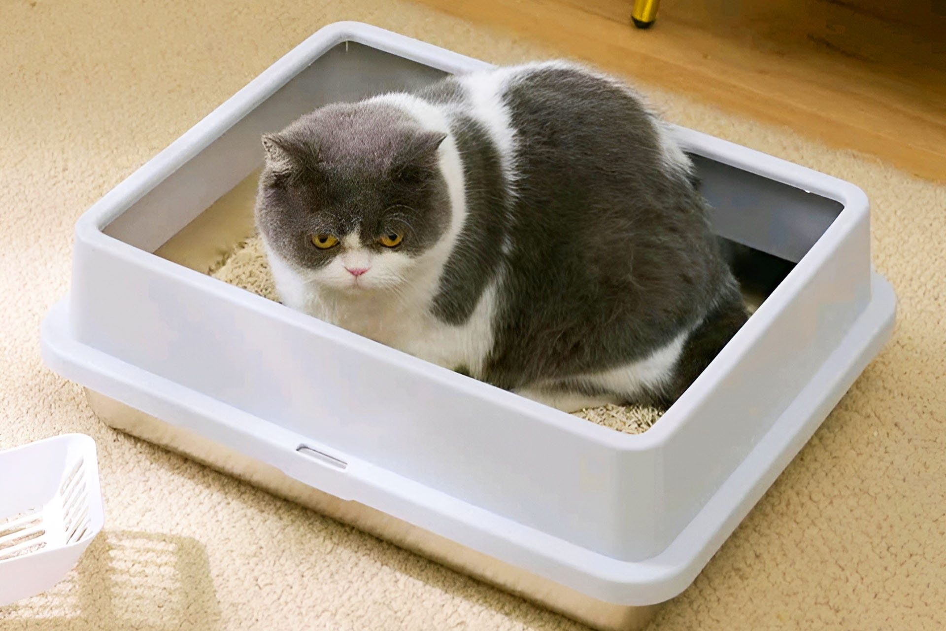 Best Cat Litte