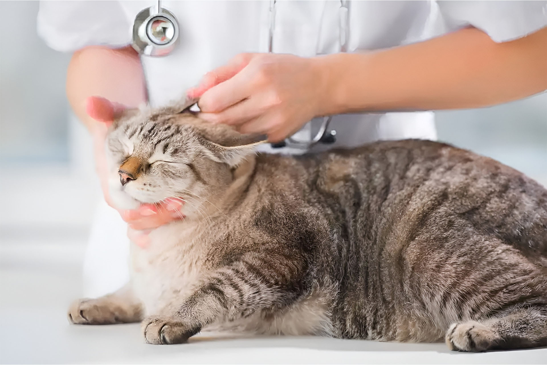 Cat Care