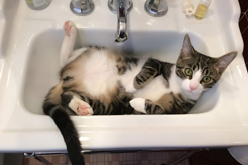 Cat Urinary Tract Infection Symptoms