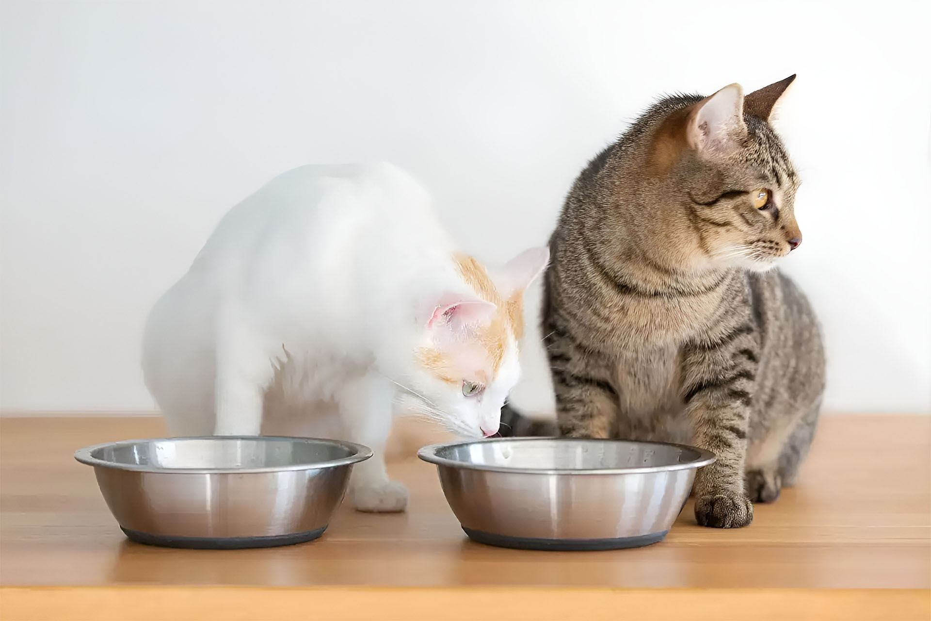 cat treats