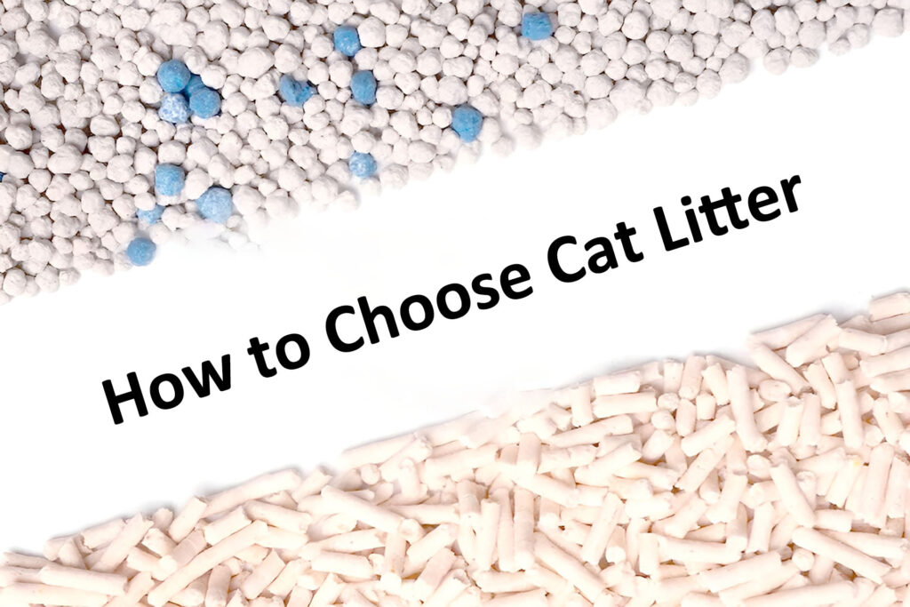 How to Choose Cat Litter