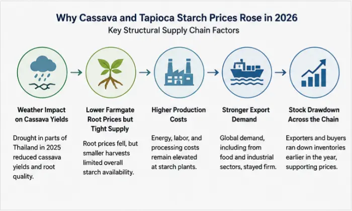 Cassava roots on a conveyor at a Thai starch mill with a supply chain diagram of border controls and mill operating rates